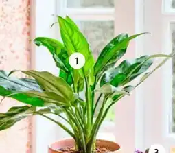 Intratuin Chinese evergreen aanbieding
