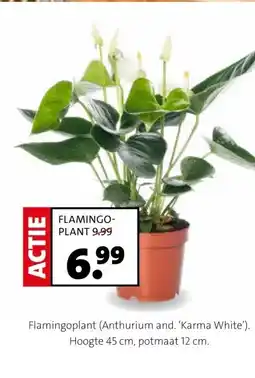 Intratuin Flamingoplant (Anthurium and. 'Karma White') aanbieding