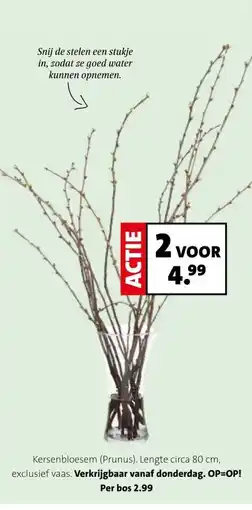 Intratuin Kersenbloesem (Prunus) aanbieding