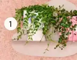 Intratuin Adorable hangplanten aanbieding