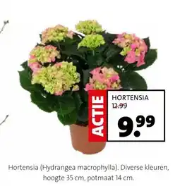 Intratuin Hortensia (Hydrangea macrophylla aanbieding