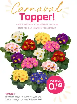 Coppelmans Primula's aanbieding