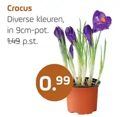 Coppelmans Crocus aanbieding