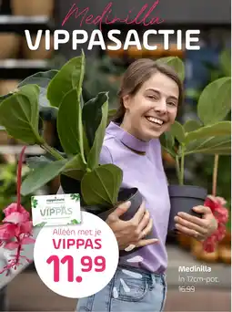 Coppelmans Medinilla aanbieding