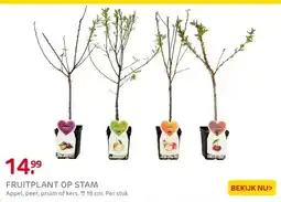 Praxis Fruitbomen op stam diversen winterhard aanbieding