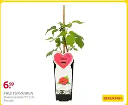 Praxis Fruitstruiken diversen potmaat ⌀15cm aanbieding