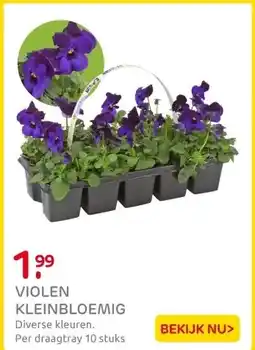 Praxis Bosviool (Viola Cornuta) tray van 10 aanbieding