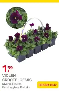 Praxis Grootbloemige Viool (Viola F1) 10cm tray aanbieding
