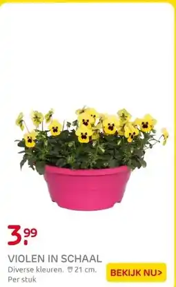 Praxis Buitenplant Viola F1 in schaal diverse aanbieding