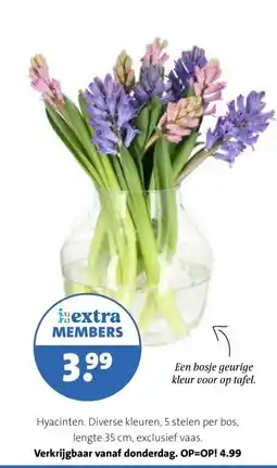 Intratuin Hyacinten. aanbieding
