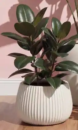 Kwantum Bloempot Piney aanbieding