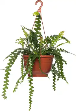 Intratuin Zaagcactus (Epiphyllum anguliger) D 14 H 30 cm aanbieding
