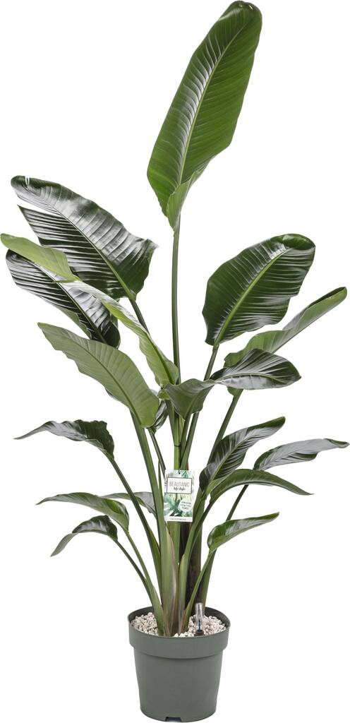 Paradijsvogelplant Strelitzia Nicolai D 27 H 150 Cm Aanbieding Bij paradijsvogelplant-strelitzia-nicolai-d-27-h-150-cm-aanbieding-bij