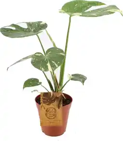 Intratuin Bonte Gatenplant (Monstera deliciosa 'Thai Constellation') D 15 H 50 cm aanbieding