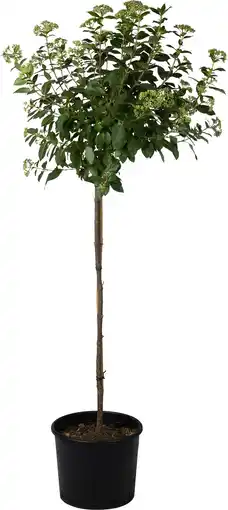 Intratuin Sneeuwbal (Viburnum tinus ) D 32 H 140 cm aanbieding