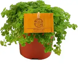 Intratuin Kanonplantje (Pilea depressa) D 10,5 H 15 cm aanbieding