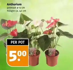 Poiesz Anthurium aanbieding