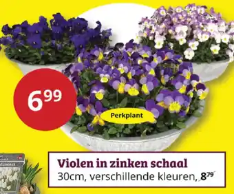 Violen in zinken schaal