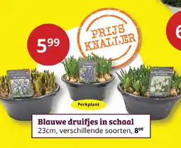 Tuinland Blauwe druifjes in schaal aanbieding