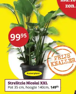 Tuinland Strelitzia Nicolai XXL aanbieding