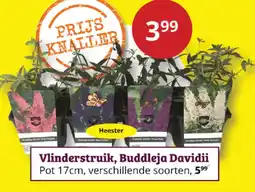 Tuinland Vlinderstruik, Buddleja Davidii aanbieding