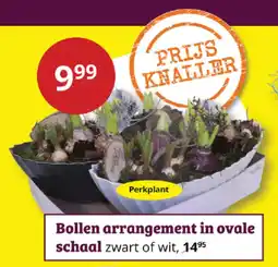 Tuinland Bollen arrangement in ovale schaal aanbieding