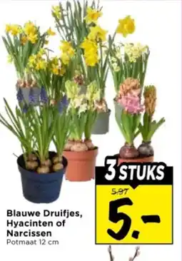 Vomar Voordeelmarkt Blauwe Druifjes, Hyacinten of Narcissen aanbieding