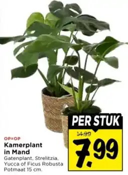 Vomar Voordeelmarkt Kamerplant in Mand aanbieding