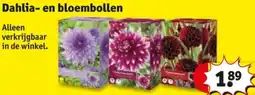 Kruidvat Dahlia en bloembollen aanbieding