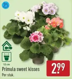 ALDI Primula sweet kisses aanbieding