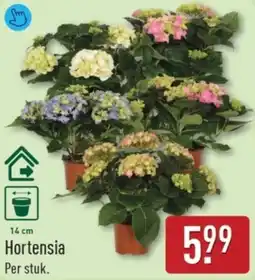 ALDI Hortensia aanbieding