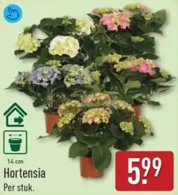 ALDI Hortensia aanbieding