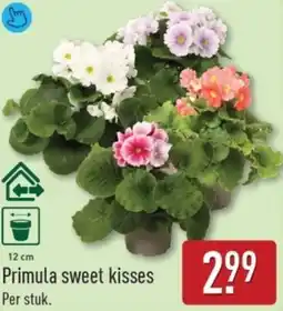 ALDI Primula sweet kisses Per stuk. aanbieding