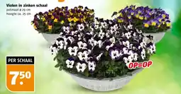 Poiesz Violen in zinken schaal aanbieding