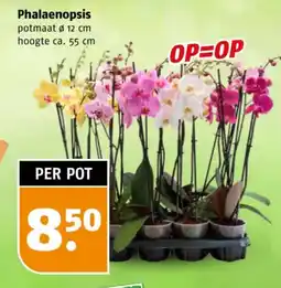 Poiesz Phalaenopsis aanbieding