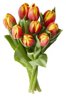 PLUS PLUS Tulpen rood bicolor aanbieding