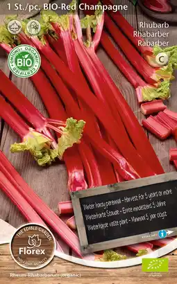 Intratuin Florex bio rabarber (Rheum 'Champagne') aanbieding