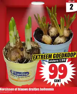 Dirk Narcissen of blauwe druifjes bollenmix aanbieding