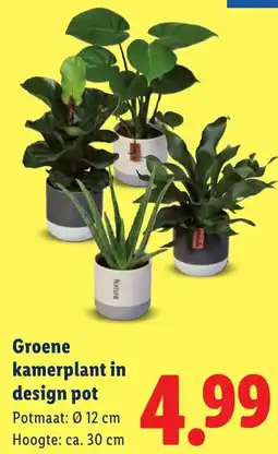 Lidl Groene kamerplant in design pot aanbieding