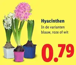 Lidl Hyacinthen aanbieding