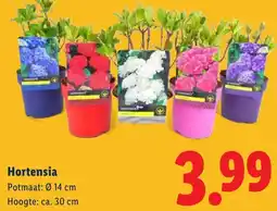 Lidl Hortensia aanbieding
