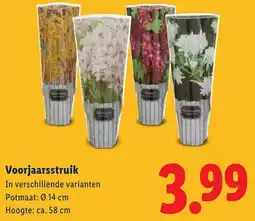 Lidl Voorjaarsstruik aanbieding