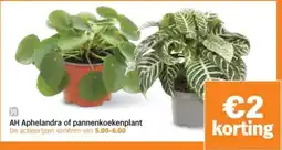Albert Heijn AH Aphelandra of pannenkoekenplant aanbieding