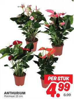 Dekamarkt Anthurium aanbieding
