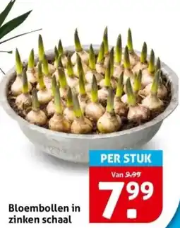 Hoogvliet Bloembollen in zinken schaal aanbieding