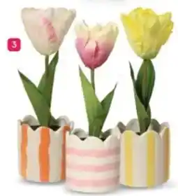 Etos Lente home Plant in pot aanbieding