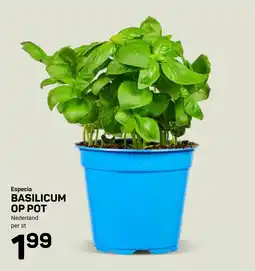 Ekoplaza Basilicum op pot aanbieding