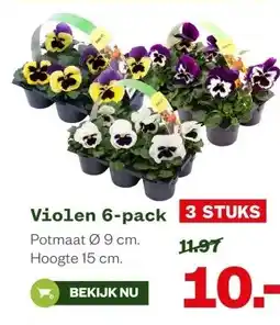 Welkoop Violen 6-pack aanbieding