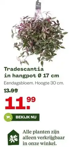 Welkoop Tradescantia in hangpot Ø 17 cm aanbieding