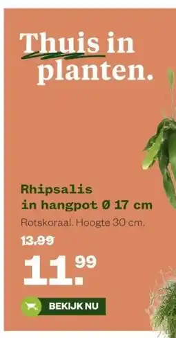 Welkoop Rhipsalis in hangpot 0 17 cm aanbieding